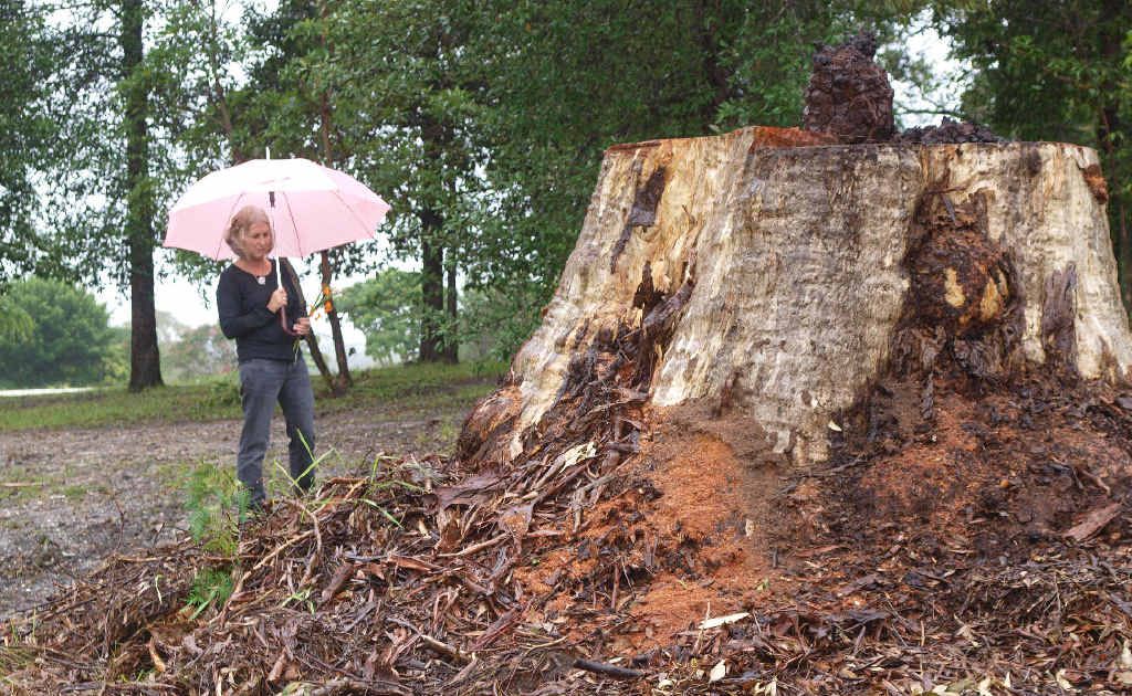 Nambucca Shire councillor Anne Smyth next to the massive stump, which is all that remains of a widely loved tree cut down at the request of council staff. Nambucca Shire councillor Anne Smyth next to the massive stump, which is all that remains of a widely loved tree cut down at the request of council staff.